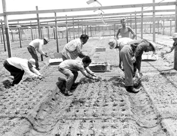 Farm workers in the nursery - Delray Beach, Florida .