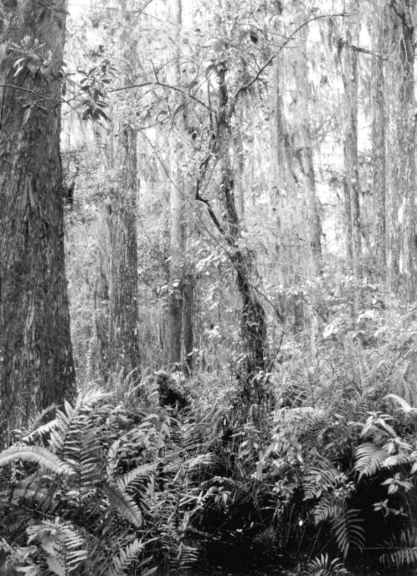 Men in Corkscrew Swamp - Collier County, Florida