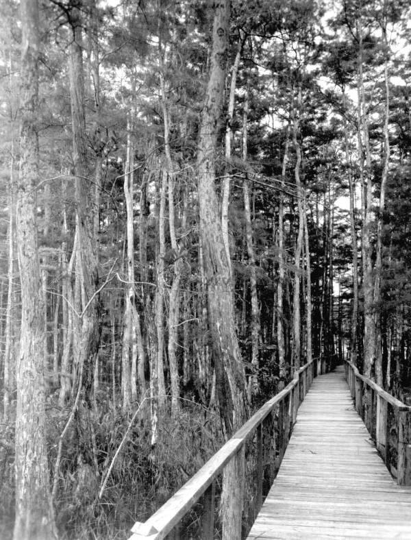 Wooden walkway through the Corkscrew Swamp - Collier County, Florida