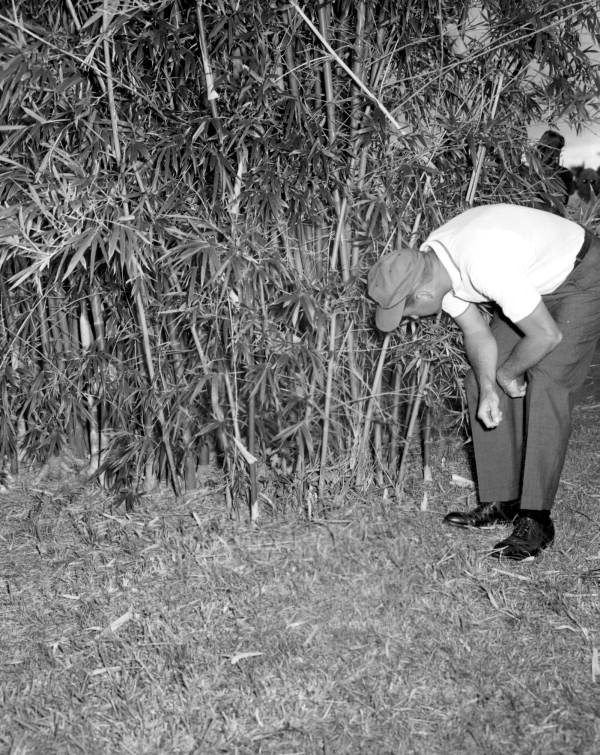Golfer searches the grass for his ball - Naples, Florida
