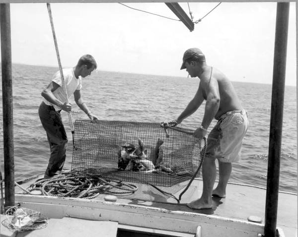 Fish being captured for use at the Gulfarium - Fort Walton Beach, Florida