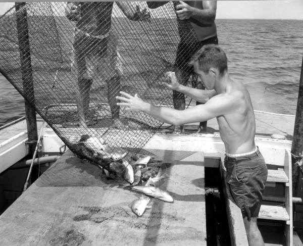 Fish being captured for use at the Gulfarium - Fort Walton Beach, Florida