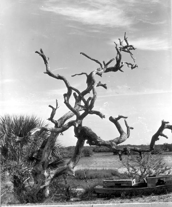 Bare trees and palms - Cedar Key, Florida.