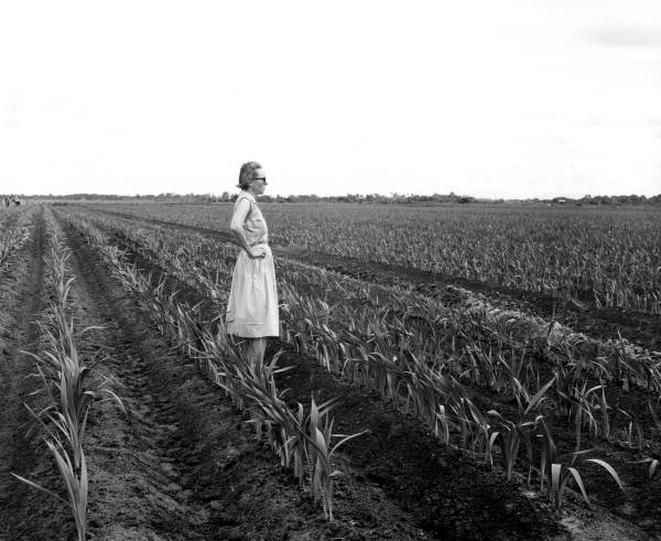 Joan Galvin in a gladioli field - Manatee County, Florida .