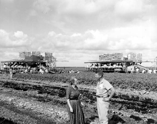 Celery harvesting at Wedgworth Farms - Belle Glade, Florida.