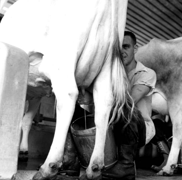 Milking a cow at the Holly Hill Dairy Farm - Duval County, Florida