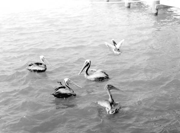Pelicans floating in water at Cape Canaveral