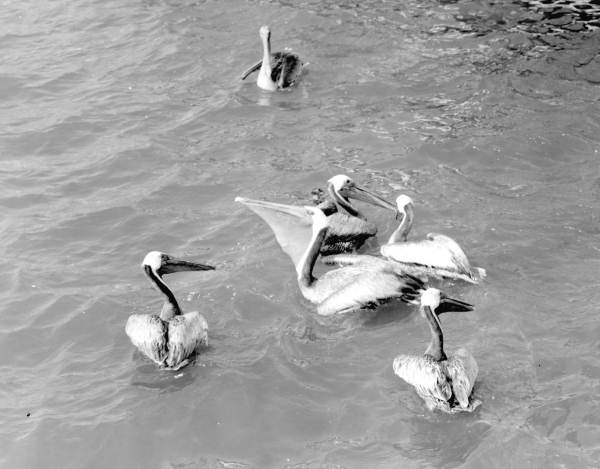 Pelicans swimming at Cape Canaveral