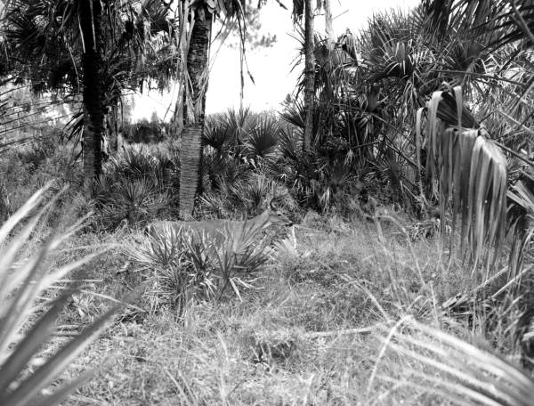 Deer - Punta Gorda, Florida
