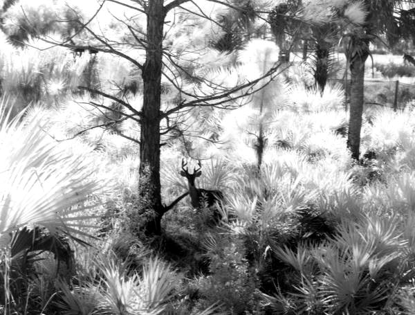 Deer - Punta Gorda, Florida