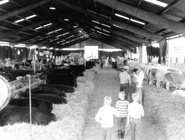 Cattle at the North Florida Fair - Tallahassee, Florida