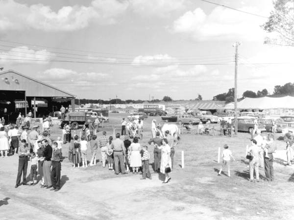 Groups of people gathered by cattle at the North Florida Fair - Tallahassee, Florida