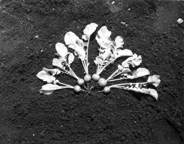 Radishes - Belle Glade, Florida
