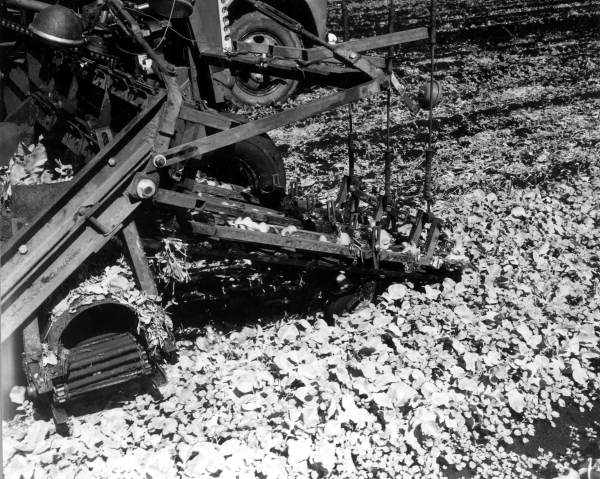 Harvesting radishes - Belle Glade, Florida