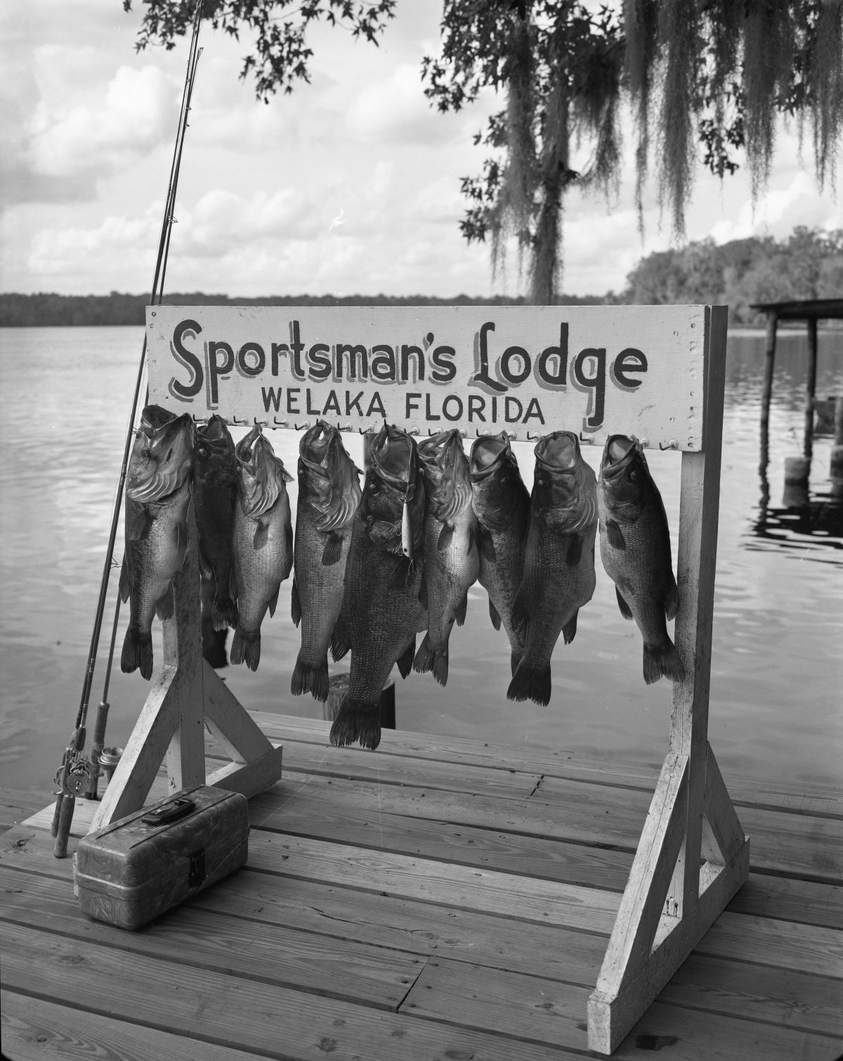 Several freshly caught fish hang from the Sportsman's Lodge sign - Welaka, Florida.