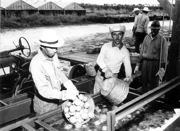 Laborers unloading picked tomatoes - Delray Beach, Florida.