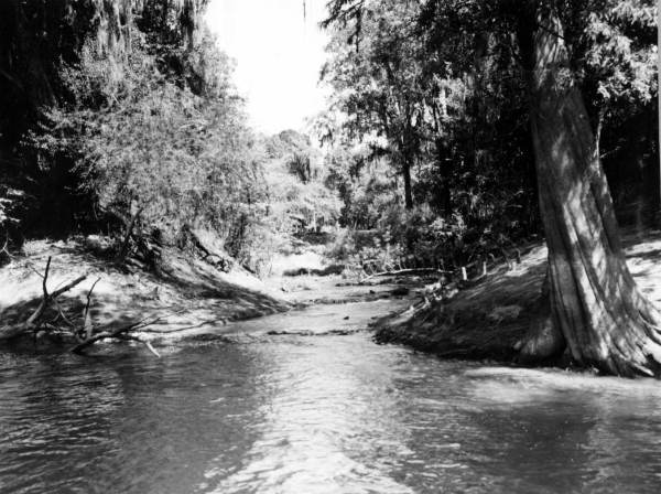 Suwannee River springs