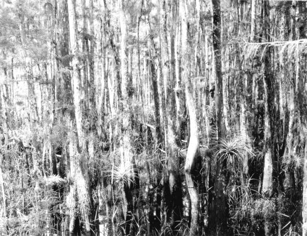View into cypress from boardwalk - Collier County, Florida.