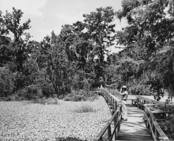 Visitors on footbridge overlooking lettuce pond at the Corkscrew sanctuary - Immokalee, Florida.