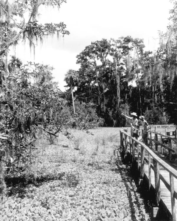 Visitors on footbridge overlooking the lettuce pond - Collier County, Florida.