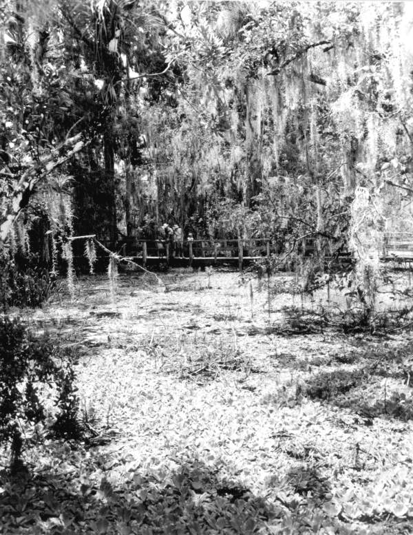 Visitors on footbridge overlooking the lettuce pond - Collier County, Florida.