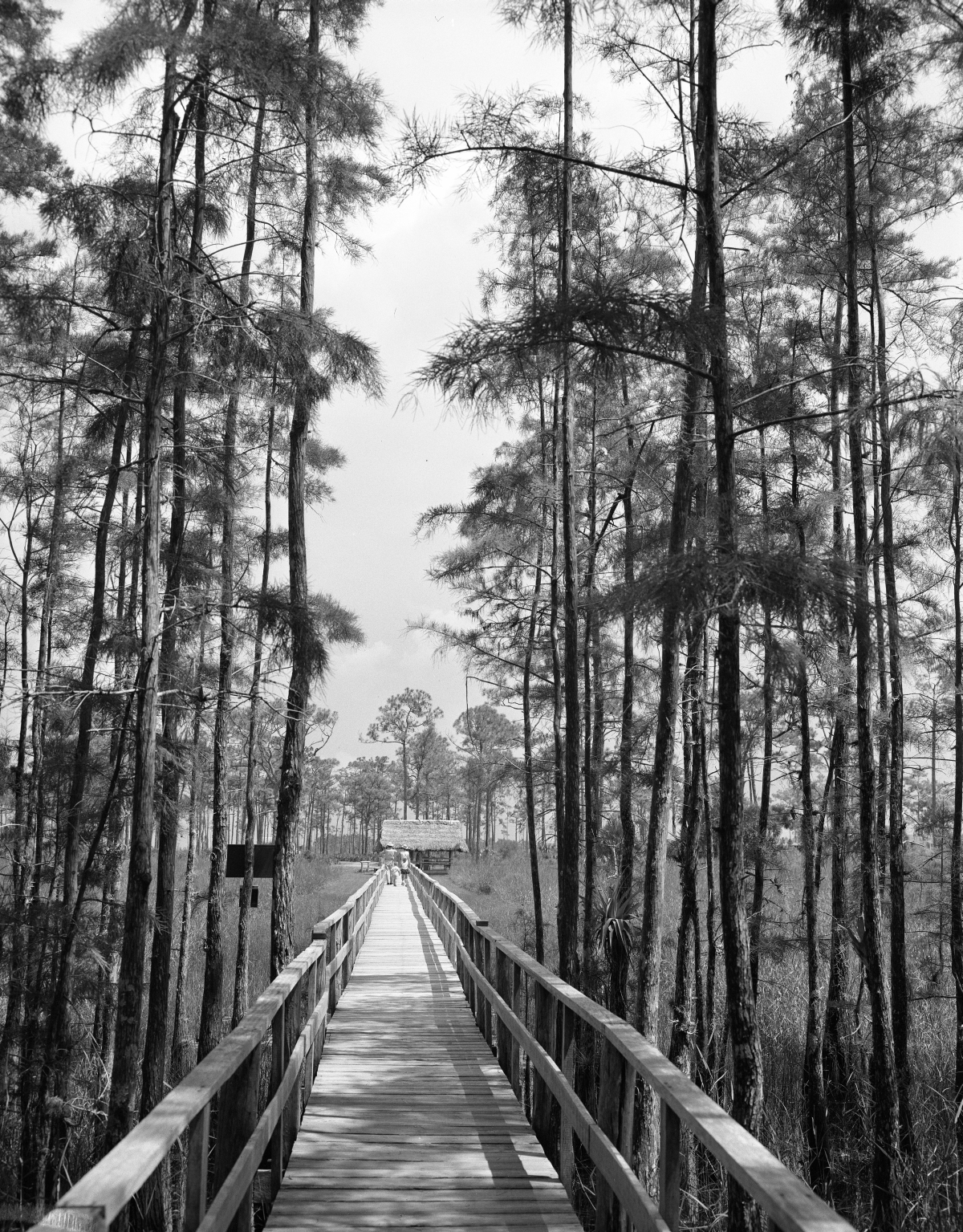 Man-made walkway through Corkscrew Swamp - Collier County, Florida.