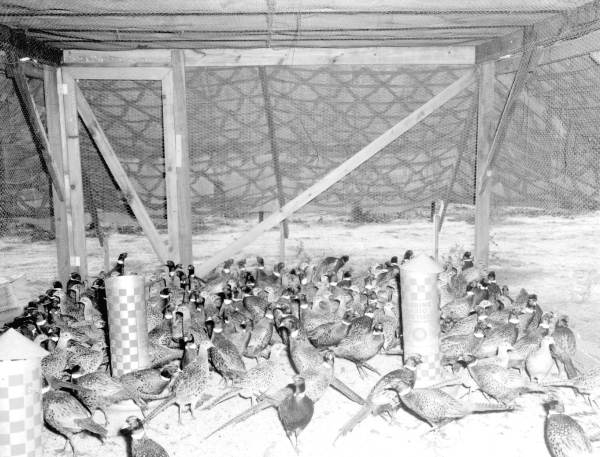 Pheasants at the Ocala National Forests reserve
