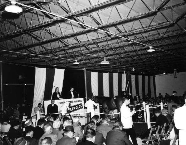 Horse auction at the Hialeah Race Track - Hialeah, Florida .