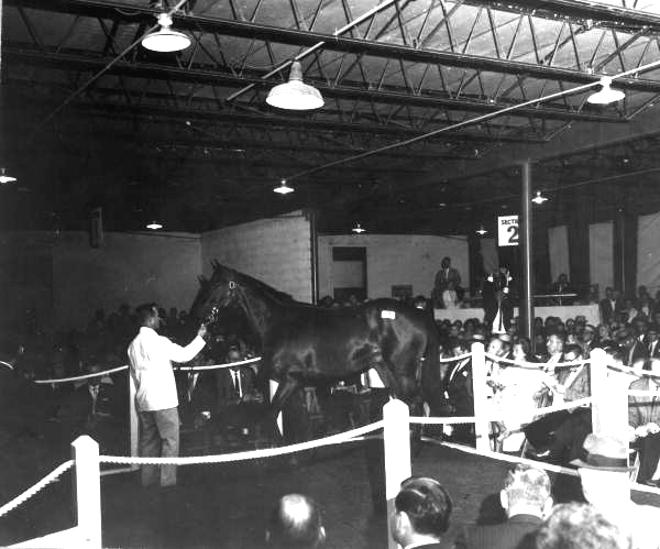 Horse Auction - Hialeah, Florida .