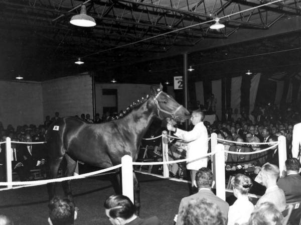 Horse auction takes place at Hialeah Racetrack - Hialeah, Florida .