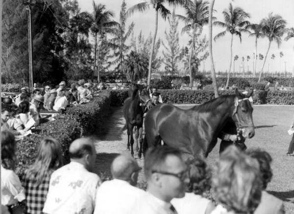 Close up of the horses for auction at Tropical Park - Miami, Florida .