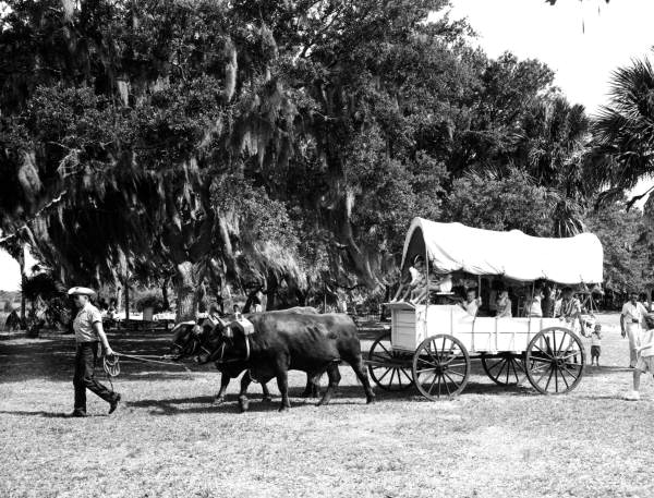 Children in oxen pulled wagon - Myakka River State Park, Florida.