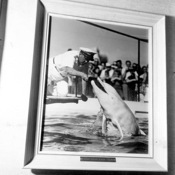 Scene of Miami Seaquarium on a wall .