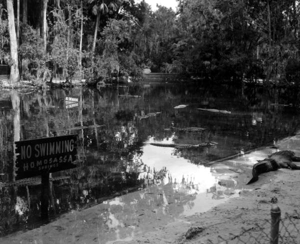 Alligators sleep and swim at Homosassa Springs - Citrus County, Florida