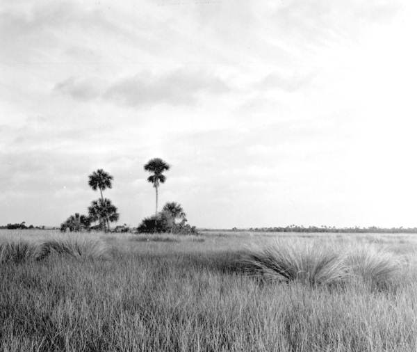 View of the landscape - Everglades, Florida