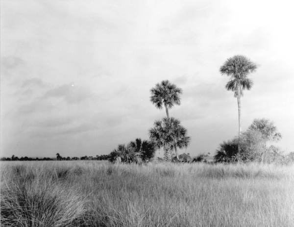 View of the landscape - Everglades, Florida