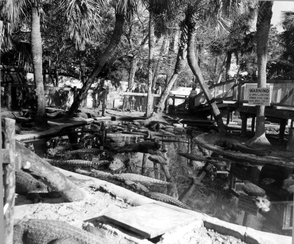 Alligator farm - St. Augustine, Florida