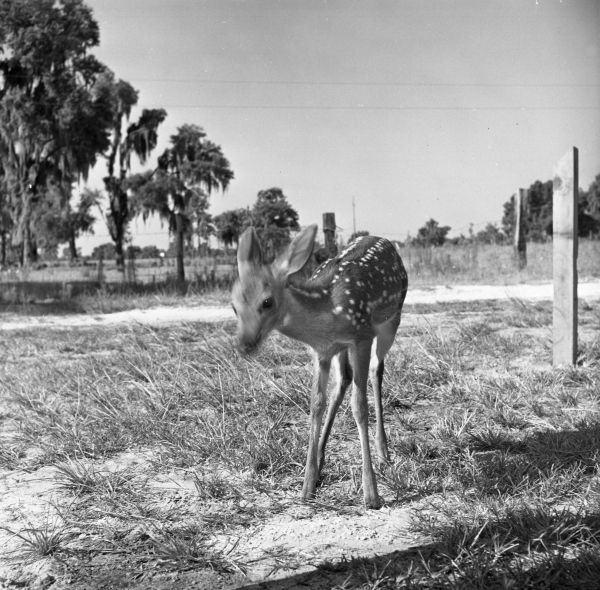 Fawn in pasture.