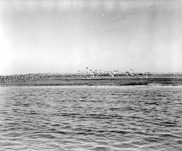 Flamingos
