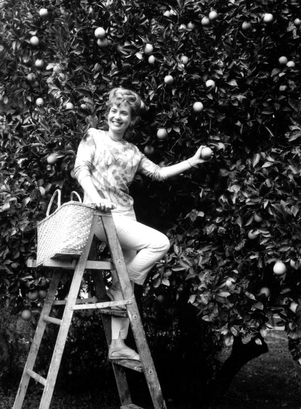 Pat Pennington on a ladder picking fruit in an orange grove - Lake Wales, Florida
