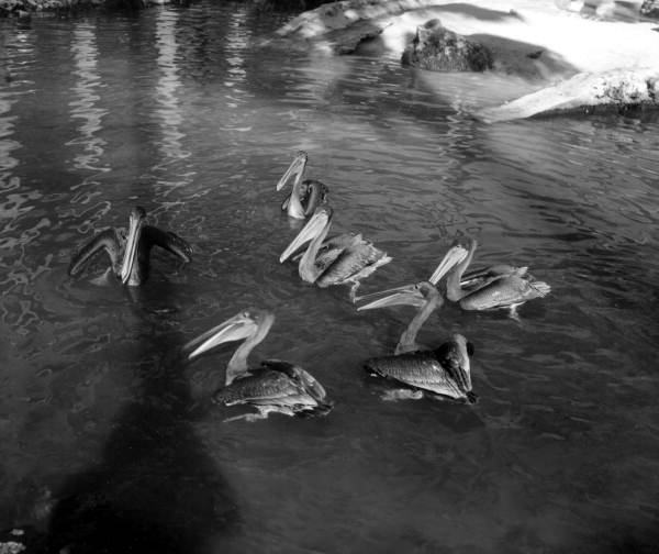 Birds at Homosassa Springs - Homosassa Springs, Florida