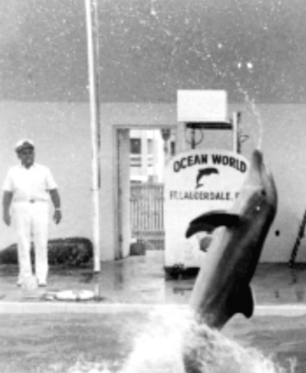 Photograph showing dolphin flipping