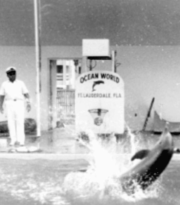 Photograph showing dolphin flipping