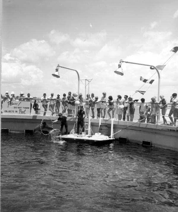Tourists enjoying a dolphin show at Gulfarium - Fort Walton Beach, Florida