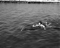 Women swimming with Flipper (Mitzi) - Marathon, Florida.