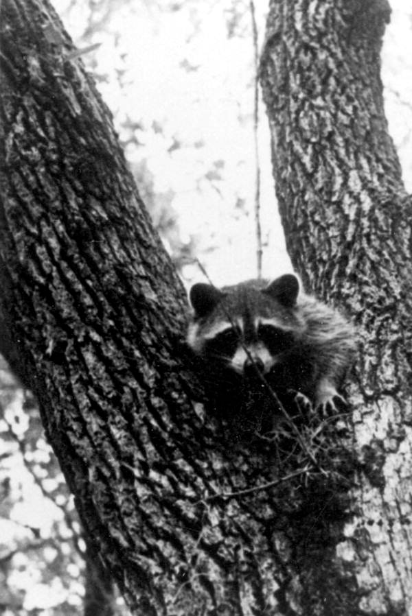 Raccoon in a tree near Weeki Wachee Springs - Weeki Wachee, Florida