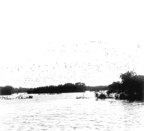 Flocks of birds filling the skies - Everglades National Park, Florida