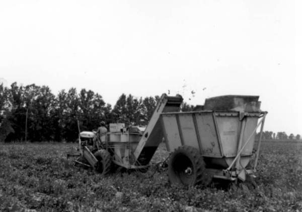 Harvesting white acre peas - Live Oak, Florida