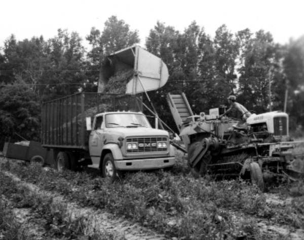 Harvesting white acre peas - Live Oak, Florida