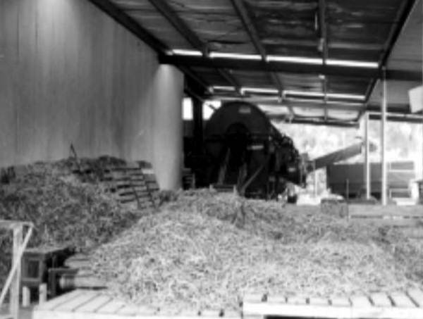 Harvesting white acre peas - Live Oak, Florida